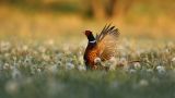 Freepik_ Chasse_Image de vladimircech sur Freepik