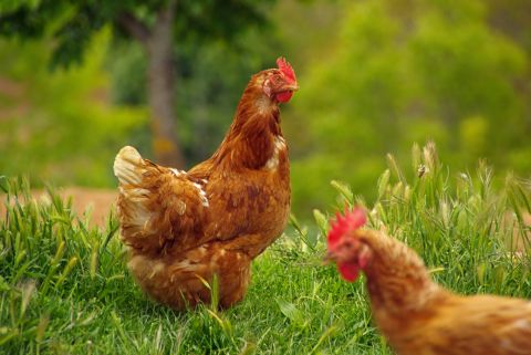 Poules