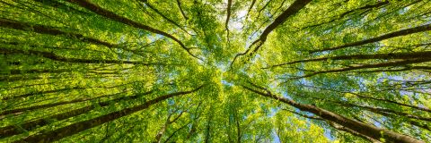 Arbres