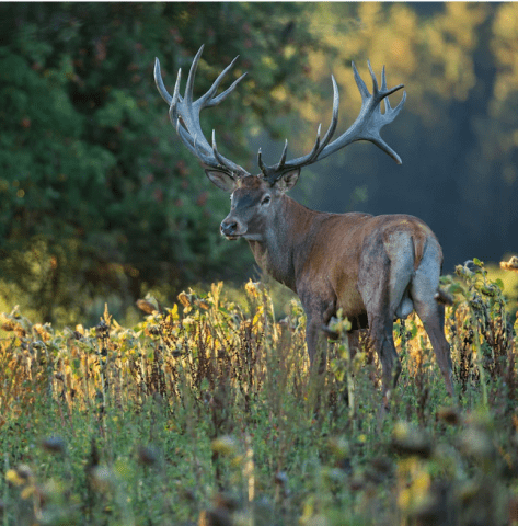 Cerf