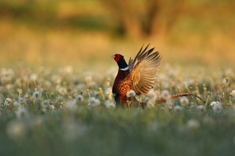 Freepik_ Chasse_Image de vladimircech sur Freepik